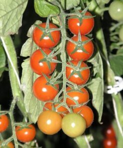 Alternative view of 100 Red SWEETIE CHERRY TOMATO Super Sweet 1" Lycopersicon Fruit Vegetable Seeds
