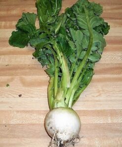 Alternative view of 3000 SHOGOIN TURNIP White Japanese Brassica Rapa Root & Greens Vegetable Seeds