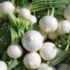3000 SHOGOIN TURNIP White Japanese Brassica Rapa Root & Greens Vegetable Seeds
