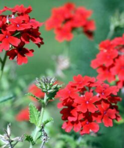 Alternative view of 50 SCARLET VERBENA Red Nana Compacta Fragrant Flower Seeds