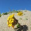 20 YELLOW SAND VERBENA Coastal Abronia Latifolia Arenaria Flower Seeds