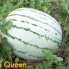 50 DIXIE QUEEN WATERMELON White & Red Citrullus Lanatus Melon Fruit Vine Seeds