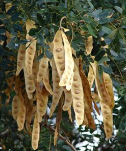Alternative view of 20 WOMAN'S TONGUE TREE White Mimosa Nectar Flower Albizia Lebbeck Legume Seeds