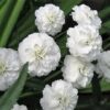 150 PEARL YARROW White Double Achillea Ptarmica Herb Flower Seeds