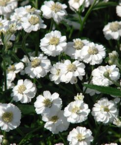 Alternative view of 150 PEARL YARROW White Double Achillea Ptarmica Herb Flower Seeds