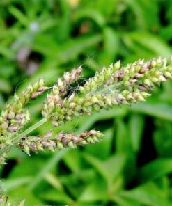Alternative view of 150 JAPANESE MILLET Billion Dollar Grass Grain Echinochloa Frumentacea Seeds
