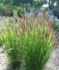 Alternative view of 20 RED Spire MELIC GRASS Purple Melica Transsilvanica Flower Seeds