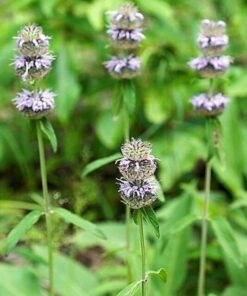 Alternative view of 200 PURPLE WOOD MINT Blephilia Ciliata Downy Pagoda Horsemint Herb Flower Seeds