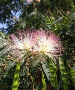 Alternative view of 25 MIMOSA TREE E H WILSON Hummingbird Pink Flower Albizia Julibrissin Rosea Seeds