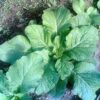 3000 FLORIDA BROADLEAF MUSTARD Brassica Juncea Herb Vegetable Seeds
