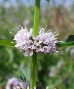 Alternative view of 50 WHITE WOOD MINT Mentha Arvensis Wild Field Herb Flower Seeds