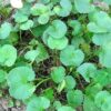 50 SPADELEAF Edible Coinwort Centella Asiatica Gotu Kola Herb Pink Flower Seeds
