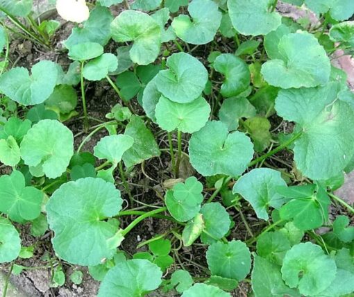50 SPADELEAF Edible Coinwort Centella Asiatica Gotu Kola Herb Pink Flower Seeds