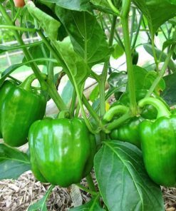 Alternative view of 200 BIG GREEN Bell PEPPER Sweet Capsicum Annuum Vegetable Seeds