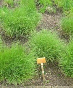 Alternative view of 20 WHITE MELIC GRASS Melica Ciliata Flower Seeds - Silky Spike Pearl Grass for Borders - 20 Seeds