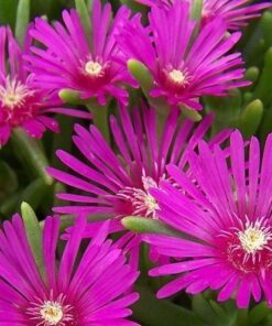 30+ Seeds - Delosperma Table Mountain Ice Plant Seeds – Fuchsia Perennial Ground Cover, Drought-Resistant, Cold Hardy for Zones 4-10