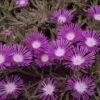 120+ Delosperma Stardust Purple Ice Plant Seeds – Pelleted, Drought-Resistant Ground Cover, Vibrant Perennial Flowers, Zones 5-9