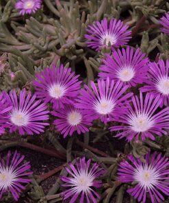 120+ Delosperma Stardust Purple Ice Plant Seeds – Pelleted, Drought-Resistant Ground Cover, Vibrant Perennial Flowers, Zones 5-9
