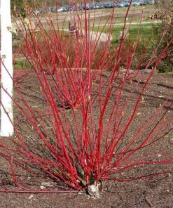 Alternative view of 25 FIRE and ICE DOGWOOD Cornus Alba Shrub Tree Variegated Red Bark White Berry & Flower Seeds