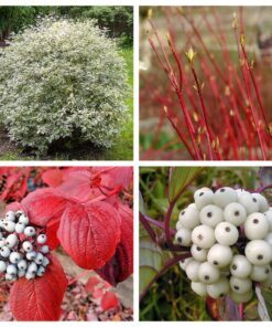 25 FIRE and ICE DOGWOOD Cornus Alba Shrub Tree Variegated Red Bark White Berry & Flower Seeds
