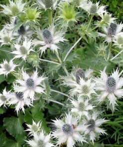 Alternative view of 10 Giant SILVER SEA HOLLY Eryngium Giganteum Miss Willmott's Ghost Flower Seeds