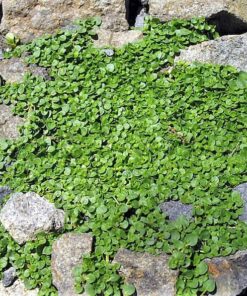 Alternative view of 20 CORSICAN MINT Mentha Requienii Herb Fragrant Ground Cover Flower Seeds Combined