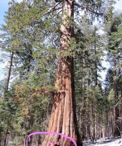 40 GIANT SEQUOIA Sequoiadendron Giganteum Sierra Redwood Tree Seeds