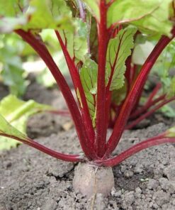 Alternative view of 75 Giant Red BEET Mangelwurzel Mangel Mangold Wurzel Mammoth Long Beta Vulgaris Seeds