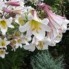 10 REGAL TRUMPET LILY aka Royal / King's Lilium Regale White Pink Yellow Flower Seeds