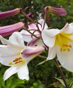 Alternative view of 10 REGAL TRUMPET LILY aka Royal / King's Lilium Regale White Pink Yellow Flower Seeds