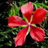 10 Red TEXAS STAR HIBISCUS Coccineus Scarlet Rosemallow Flower Seeds
