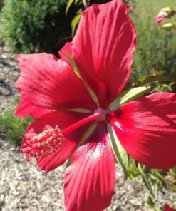 Alternative view of 10 Red TEXAS STAR HIBISCUS Coccineus Scarlet Rosemallow Flower Seeds