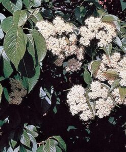 Alternative view of 20 NANNYBERRY SWEET VIBURNUM Lentago Shrub Tree Blue Black Berry Fruit White Flower Seeds