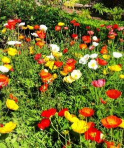 Alternative view of 1000 MIXED Colors CALIFORNIA POPPY (Ballerina / Mission Bells) Eschscholzia Californica Flower Seeds