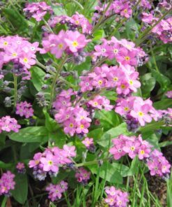 Alternative view of 100 Victoria PINK FORGET Me NOT Myosotis Alpestris Shade or Sun Flower Seeds
