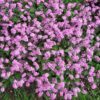 100 Victoria PINK FORGET Me NOT Myosotis Alpestris Shade or Sun Flower Seeds