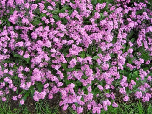 100 Victoria PINK FORGET Me NOT Myosotis Alpestris Shade or Sun Flower Seeds