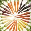 500 RAINBOW CARROT MIX White Red Yellow Purple Orange Daucus Carrota Seeds