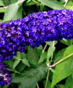 50 Dark PURPLE BUTTERFLY BUSH Buddleia Davidii Hummingbird Shrub Fragrant Flower Seeds
