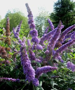 Alternative view of 50 Dark PURPLE BUTTERFLY BUSH Buddleia Davidii Hummingbird Shrub Fragrant Flower Seeds