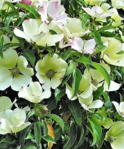 Alternative view of Himalayan Dogwood Strawberry Tree Seeds - 20 Seeds, Cornus Capitata, White-Pink Flowers, Red Fruit, Ornamental Tree