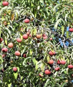 Himalayan Dogwood Strawberry Tree Seeds - 20 Seeds, Cornus Capitata, White-Pink Flowers, Red Fruit, Ornamental Tree