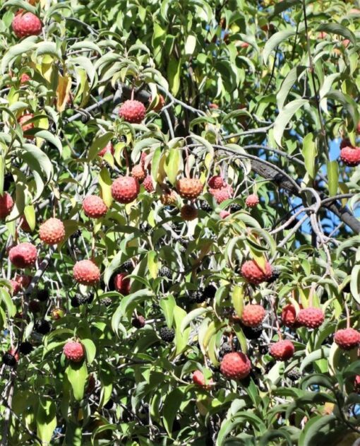 Himalayan Dogwood Strawberry Tree Seeds - 20 Seeds, Cornus Capitata, White-Pink Flowers, Red Fruit, Ornamental Tree