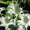 10 Giant SILVER SEA HOLLY Eryngium Giganteum Miss Willmott's Ghost Flower Seeds