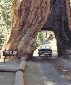 Alternative view of 40 GIANT SEQUOIA Sequoiadendron Giganteum Sierra Redwood Tree Seeds