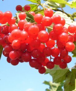 20 AMERICAN HIGHBUSH CRANBERRY Viburnum Trilobum Red Fruit White Flower Shrub Seeds