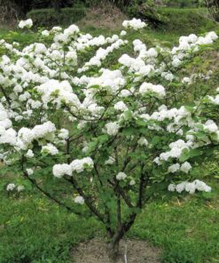 Alternative view of 20 AMERICAN HIGHBUSH CRANBERRY Viburnum Trilobum Red Fruit White Flower Shrub Seeds