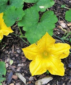 Alternative view of 25 KOLKHOZNITSA MELON Collective Farm Woman Cucumis Melo Russian Fruit Seeds