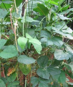 Alternative view of 50 IRON CLAY COWPEA Food Plot Forage Vigna Unguiculata Cow Pea Bean Legume Seeds
