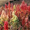 100 Organic BRILLIANT RAINBOW QUINOA Mix Mixed Colors Chenopodium Grain Greens Vegetable Seeds